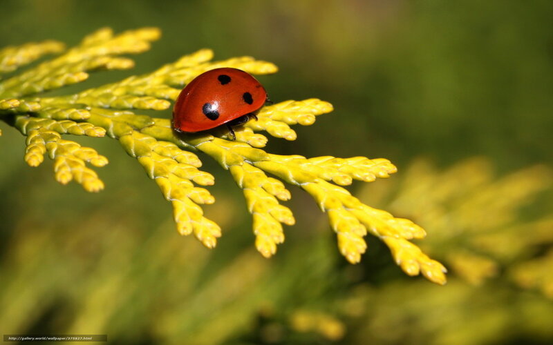 Ladybug on Branch — Red