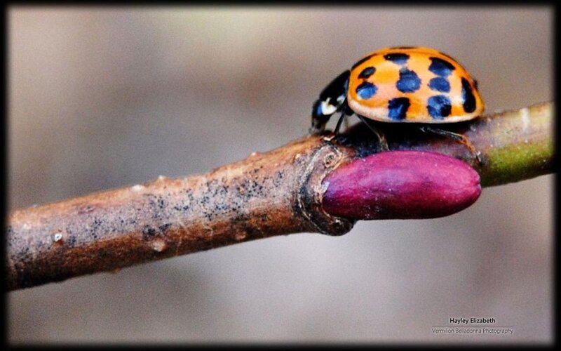 Ladybug on Branch