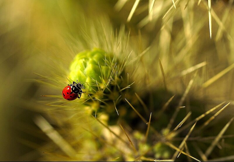 Ladybug on Cactus — Red, Natural, Afternoon