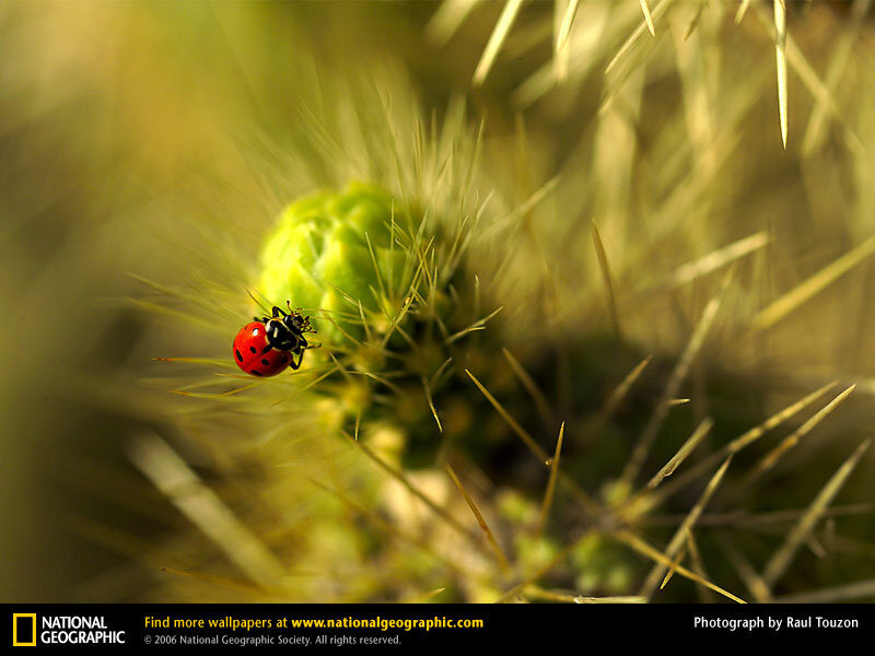 Ladybug on Cactus — Red, Natural
