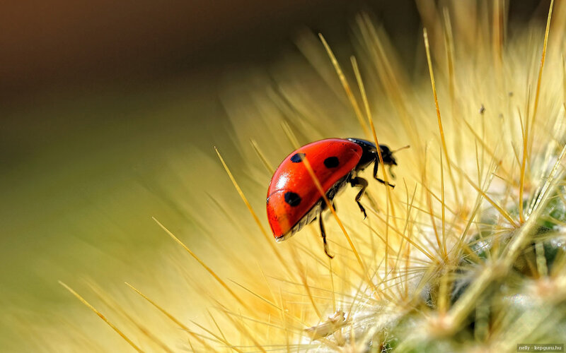Ladybug on Cactus — Red