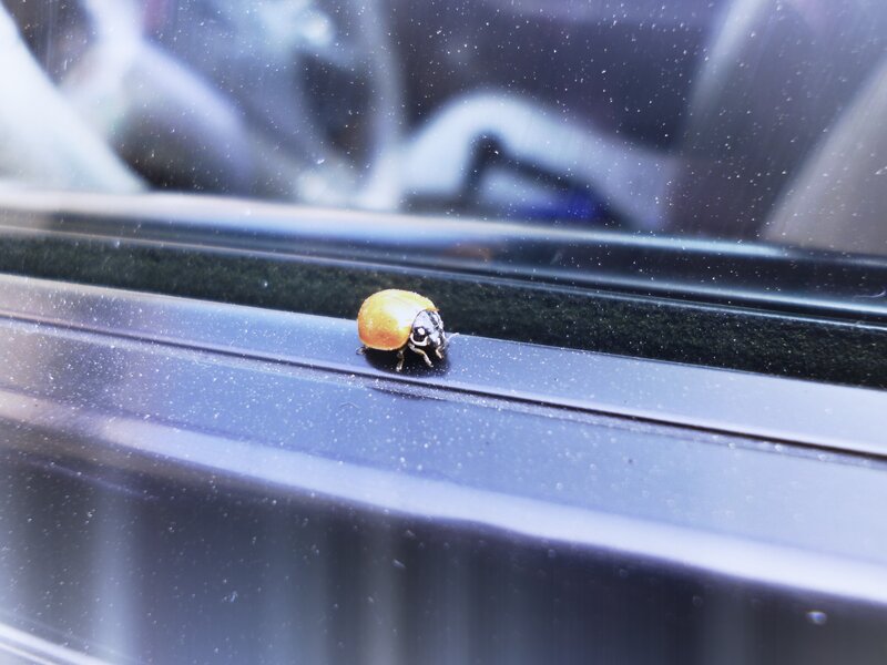 Ladybug on Car Window