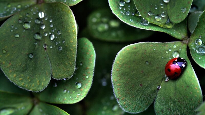 Ladybug on Clover — Green, Serene, Morning, Photograph