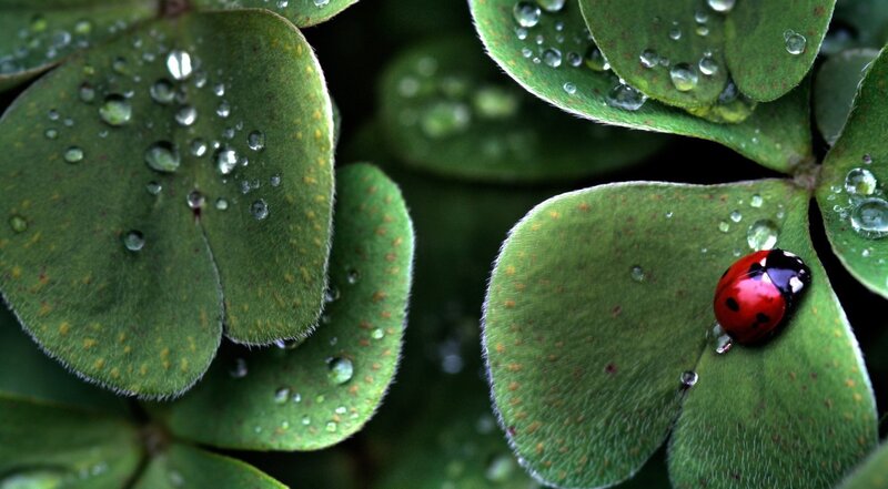 Ladybug on Clover — Green, Serene, Morning