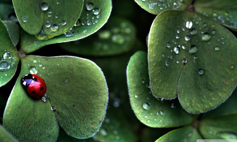 Ladybug on Clover — Green, Serene