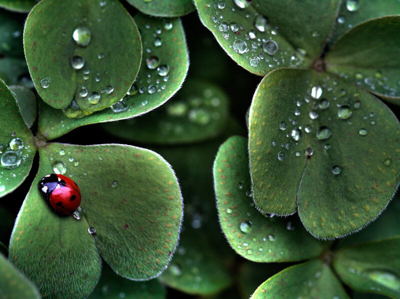 Ladybug on Clover — Insect