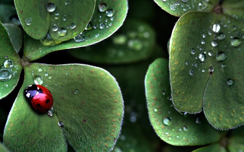 ladybug on clover leaf