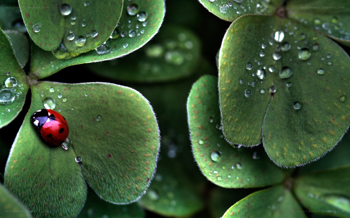 ladybug on clover leaf