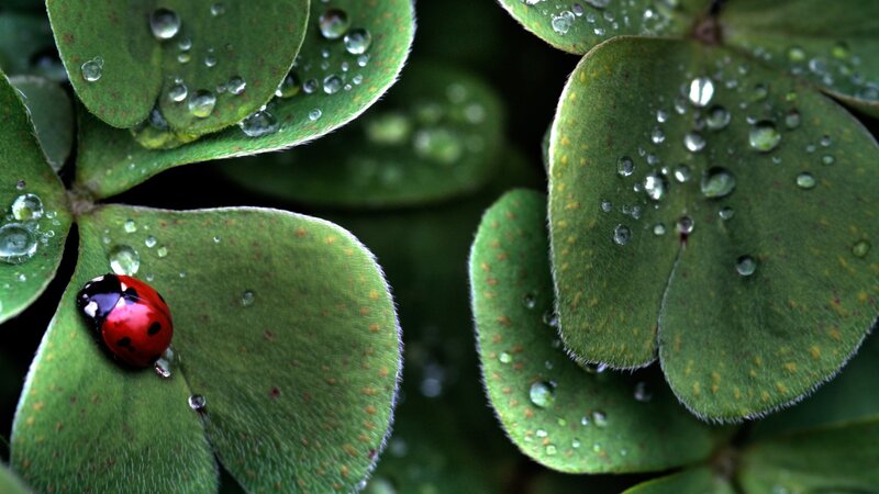 ladybug on clover leaf