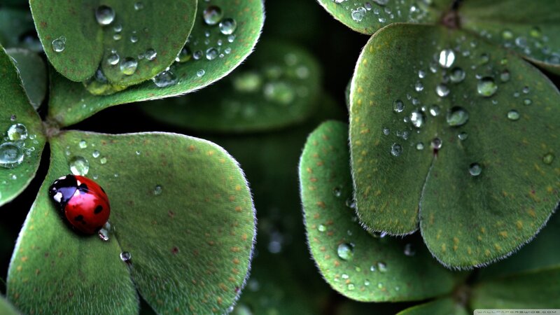 Ladybug on Clover Leaf — Green, Serene, Morning, Photograph