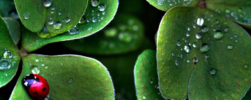 Ladybug on Clover Leaf — Green, Serene, Morning, Photograph, Water Droplets, Insect, Red