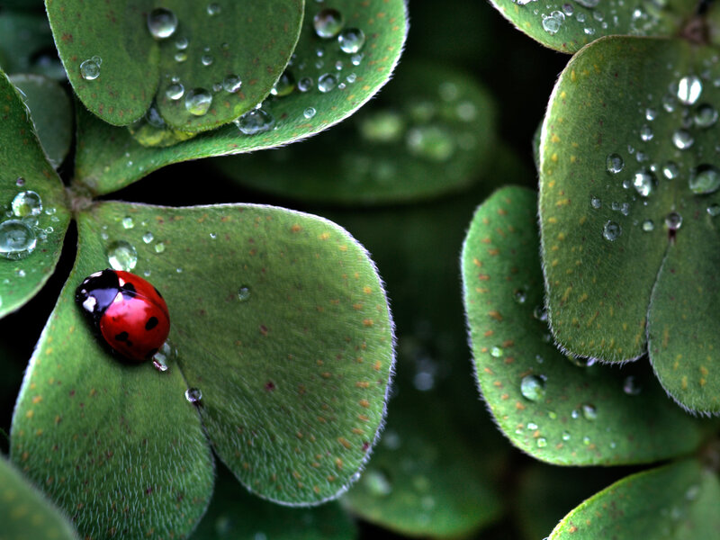 Ladybug on Clover Leaf — Green, Serene, Morning, Photograph, Water Droplets, Insect