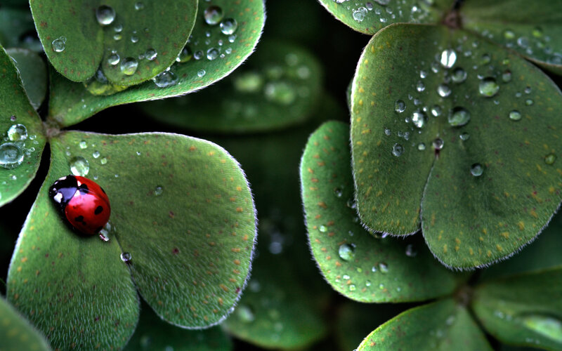 Ladybug on Clover Leaf — Green, Serene, Morning, Photograph, Water Droplets