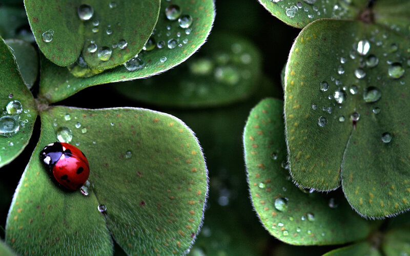 Ladybug on Clover Leaf — Green, Serene, Morning