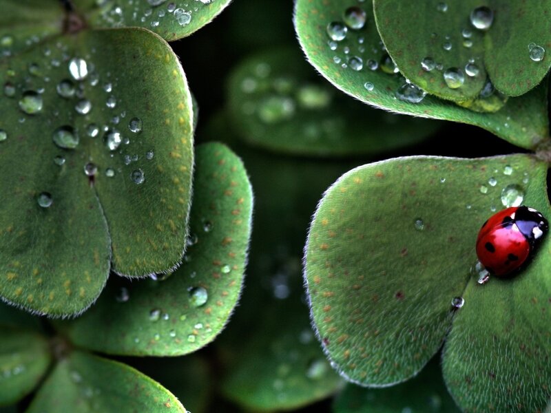Ladybug on Clover Leaf — Green, Serene