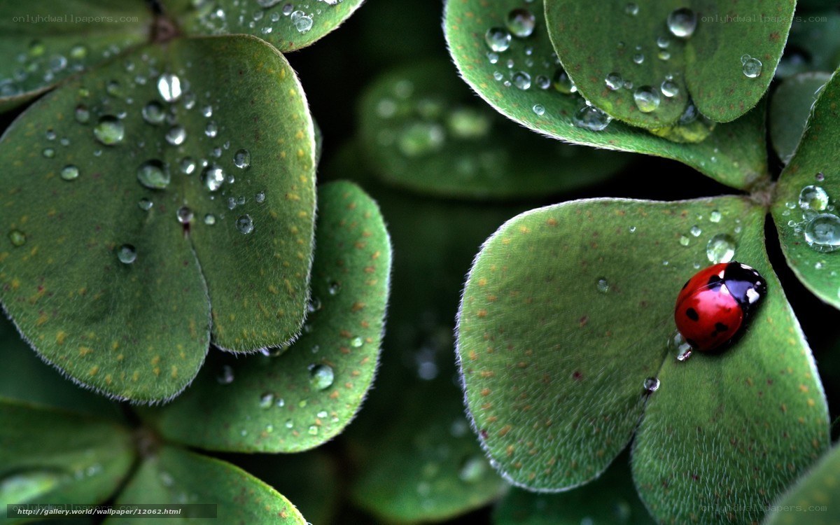 Ladybug on clover leaf