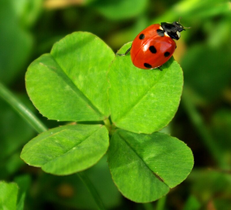 Ladybug on Clover