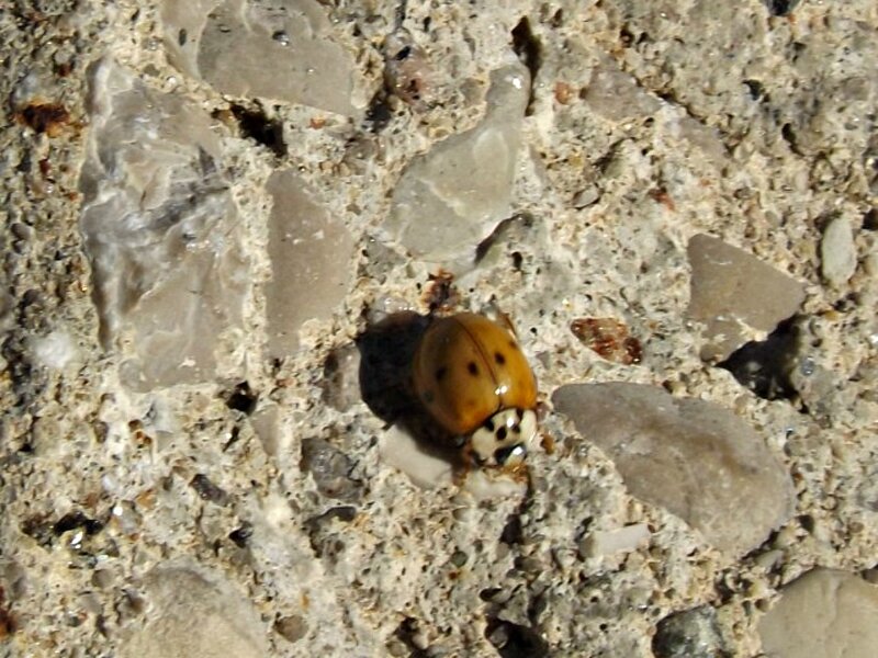 Ladybug on Concrete — Brown