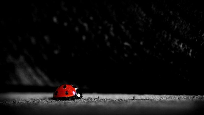 Ladybug on Concrete — Red, Dramatic