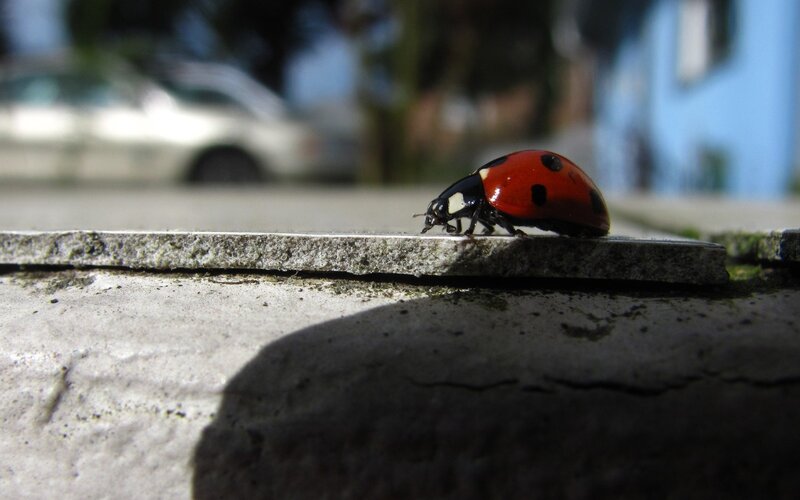 Ladybug on Concrete — Red