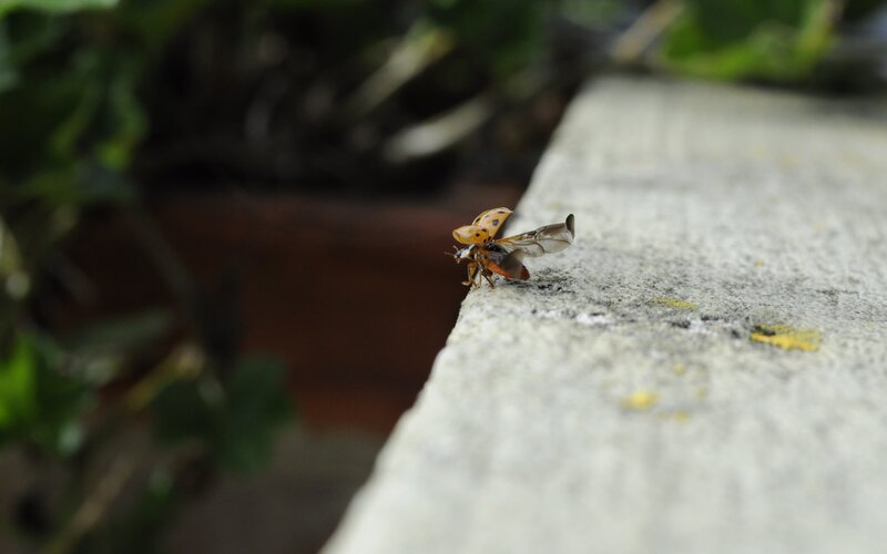 Ladybug on Concrete