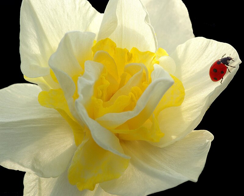 Ladybug on Daffodil