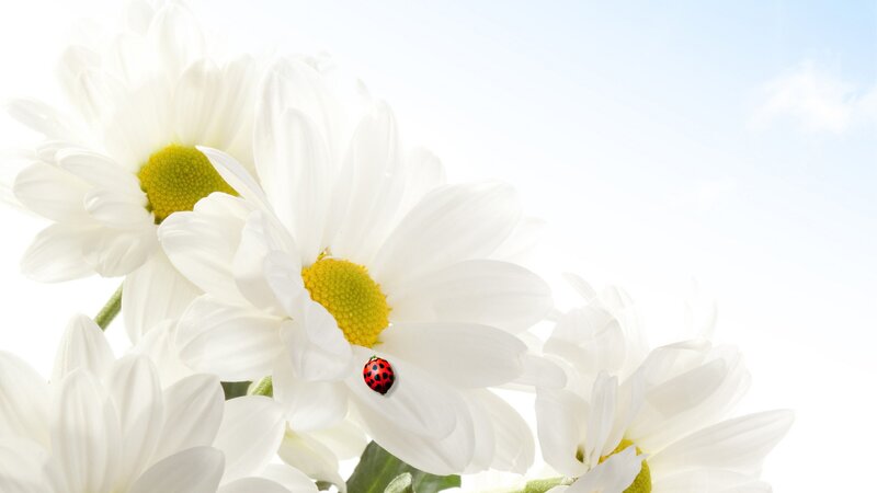Ladybug on Daisies