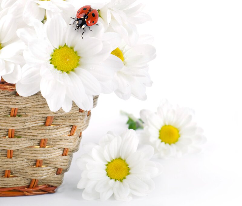 Ladybug on Daisies — White