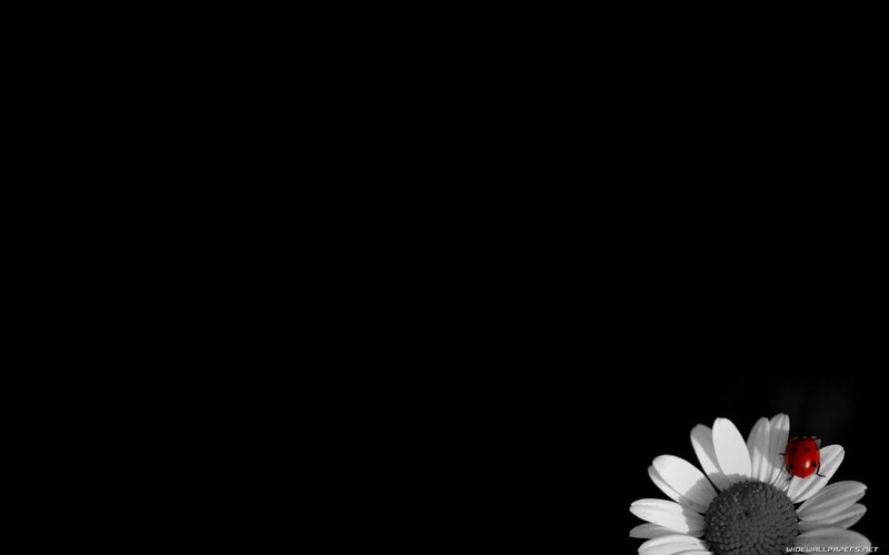 Ladybug on Daisy — Black, Minimalist, Photograph