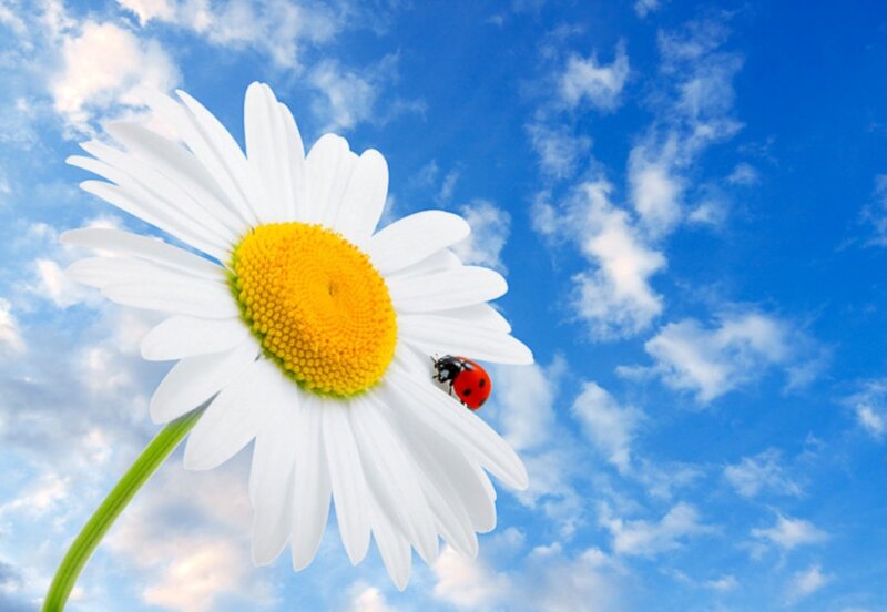 Ladybug on Daisy — Blue