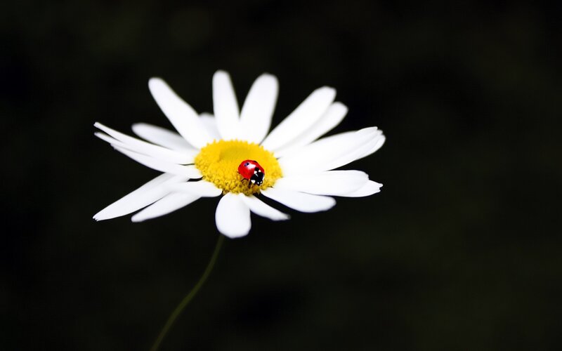 ladybug on daisy flower