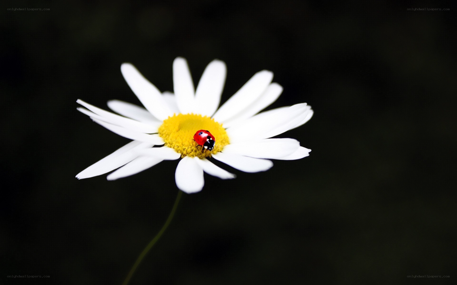 ladybug on daisy flower
