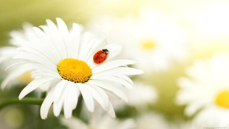 ladybug on daisy flower
