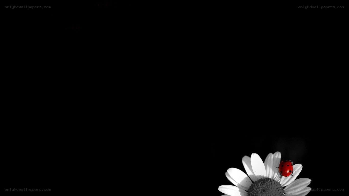 ladybug on daisy flower