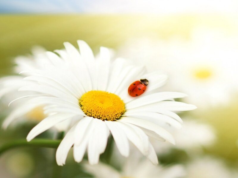 ladybug on daisy flower