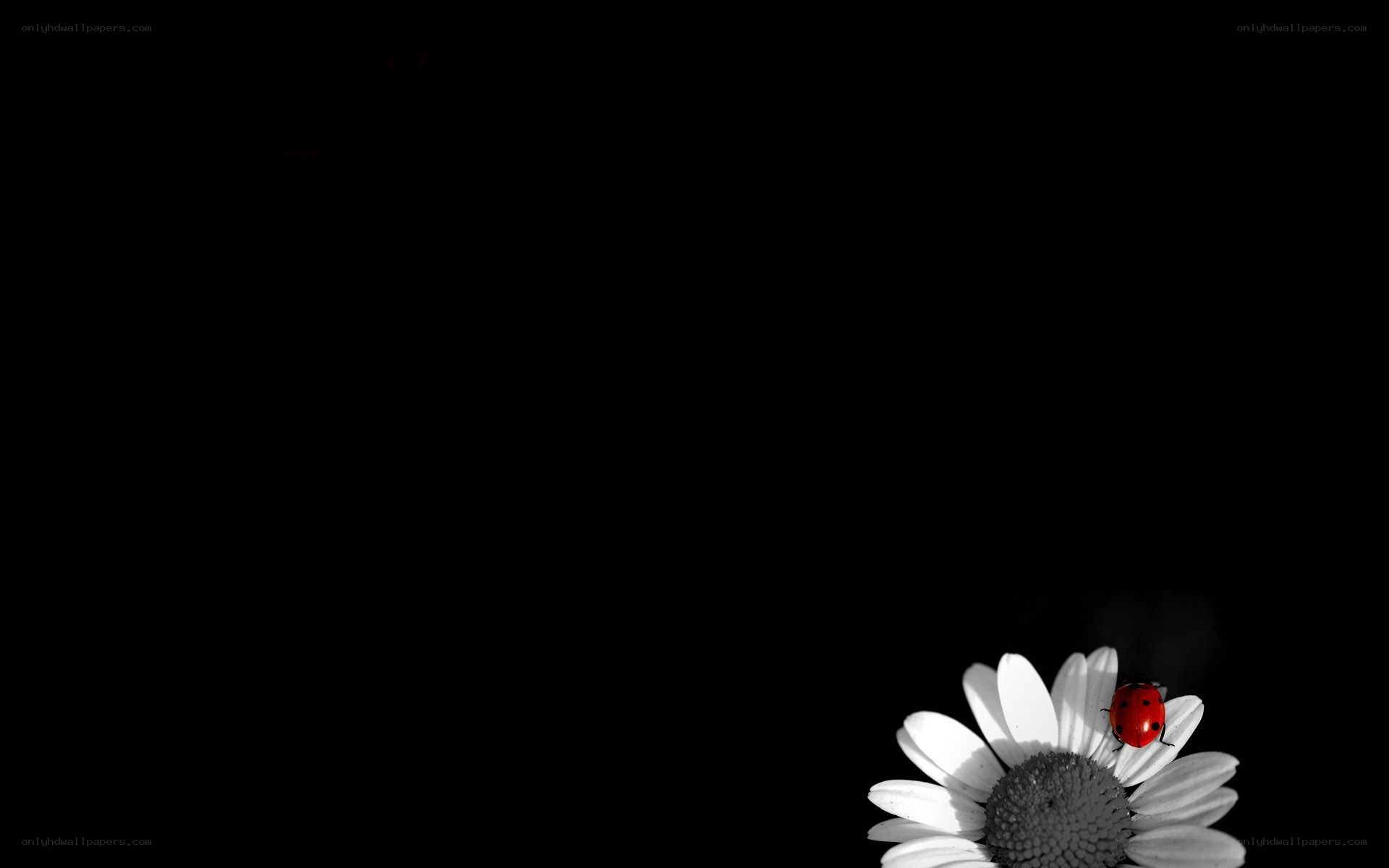 ladybug on daisy flower