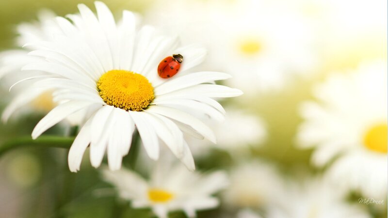 ladybug on daisy flower