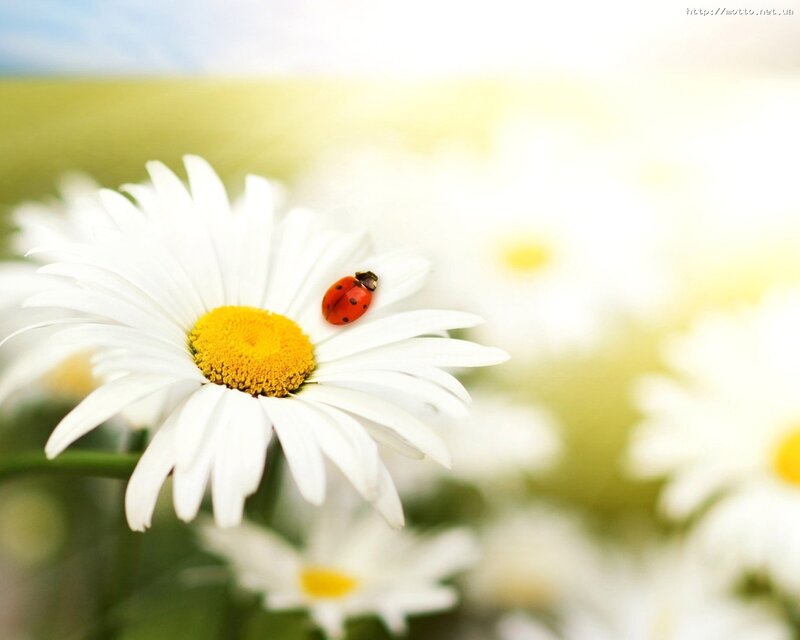 ladybug on daisy flower