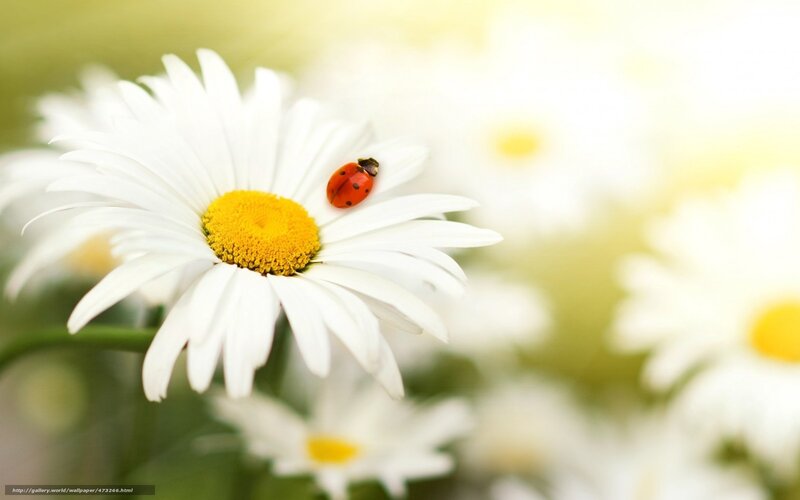 ladybug on daisy flower