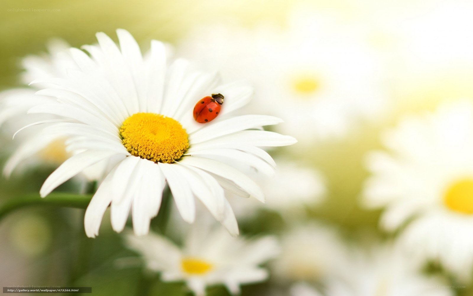 ladybug on daisy flower
