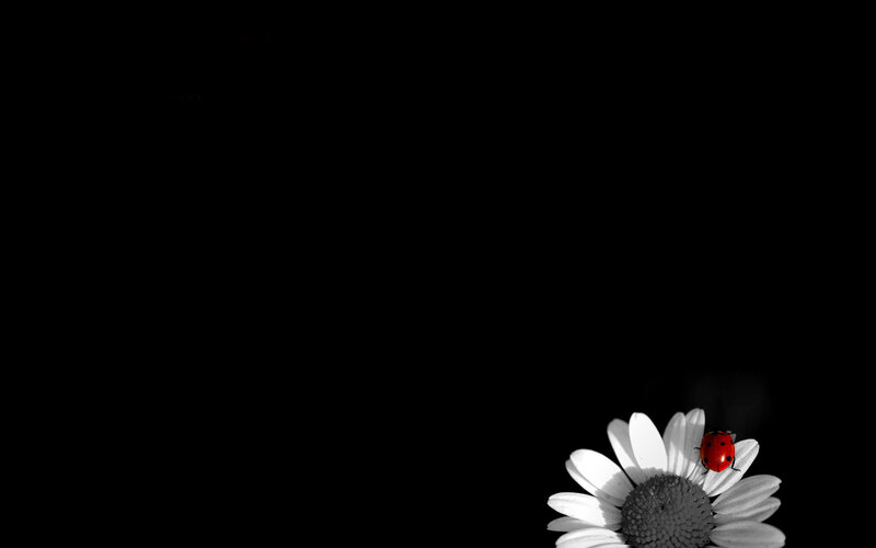 ladybug on daisy flower