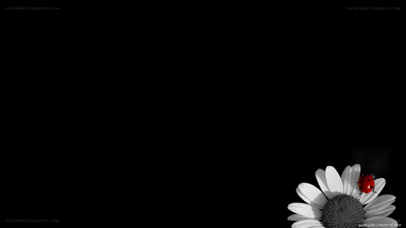 ladybug on daisy flower