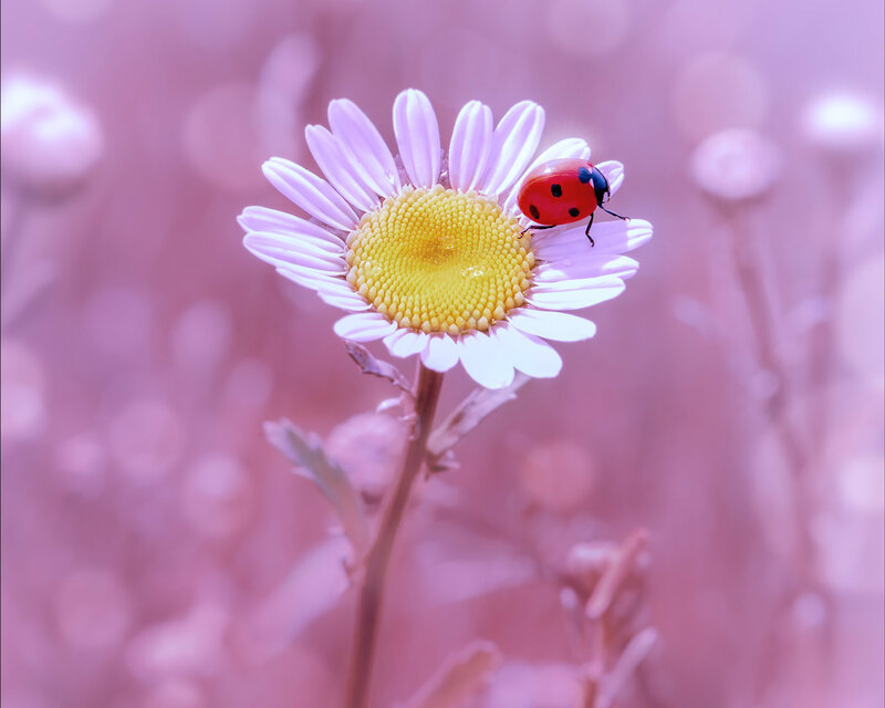Ladybug on Daisy Flower — Pink