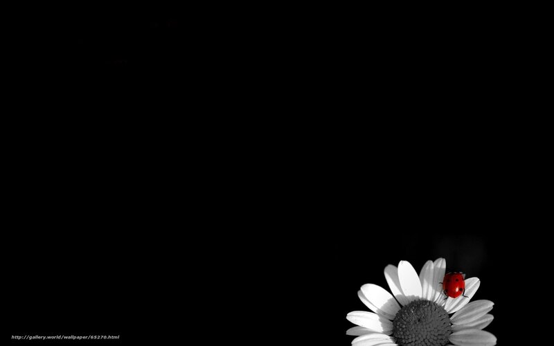 ladybug on daisy flower