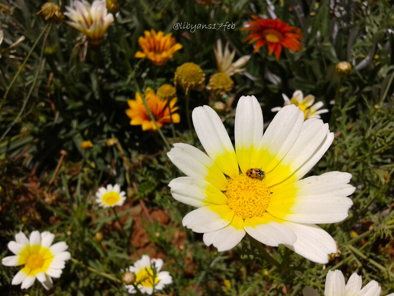 Ladybug on Daisy Flower — White, Calm