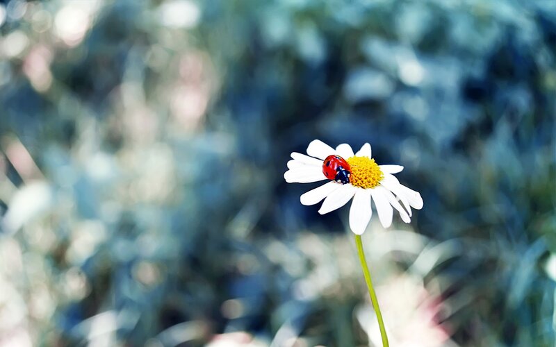 Ladybug on Daisy Flower — White, Serene