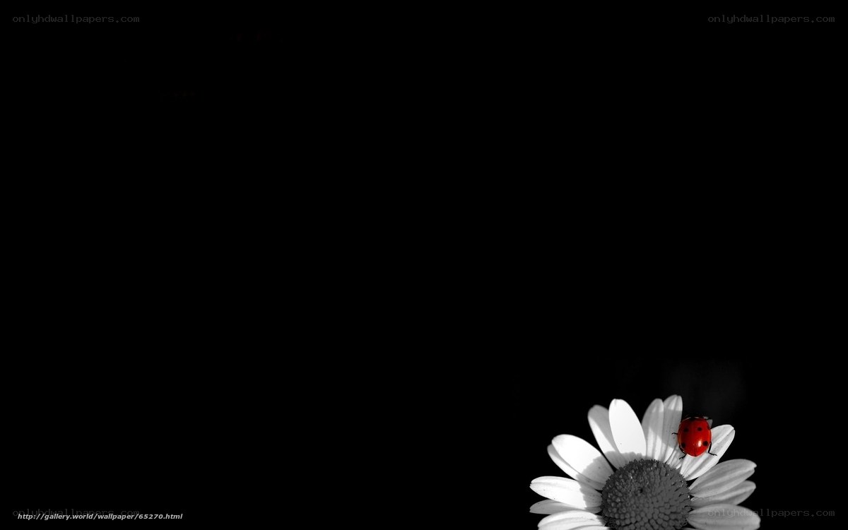 ladybug on daisy flower