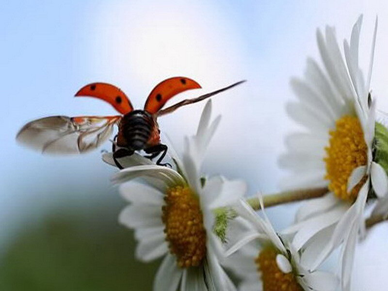 ladybug on daisy flowers