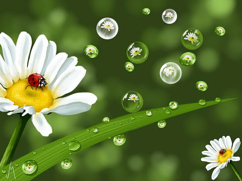 Ladybug on Daisy — Green, Serene, Morning