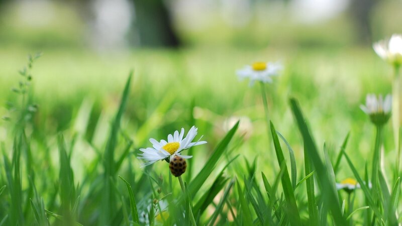 Ladybug on Daisy — Green, Serene, Spring, Photograph, Daisies